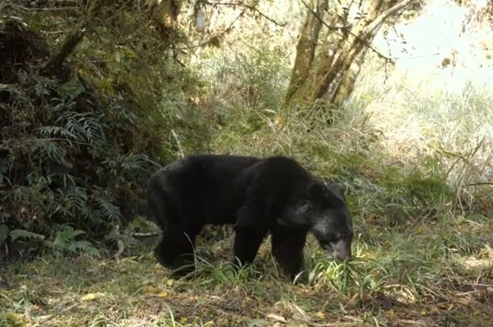 黑熊出沒棲蘭山林道　林保署示警：範圍接近人類生活區域