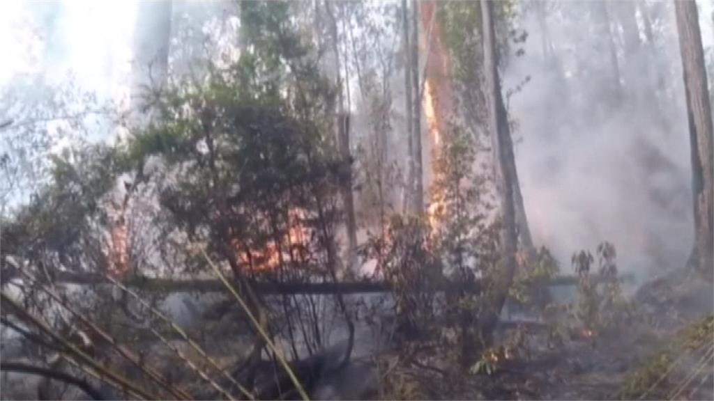 熱浪發威！澳洲野火竄燒、野馬缺水死亡
