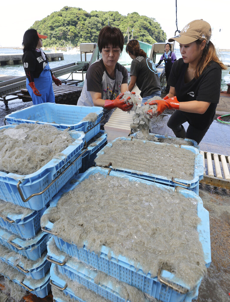 日本靜岡吻仔魚捕撈量大幅銳減　吻仔魚蓋飯十年來一路漲