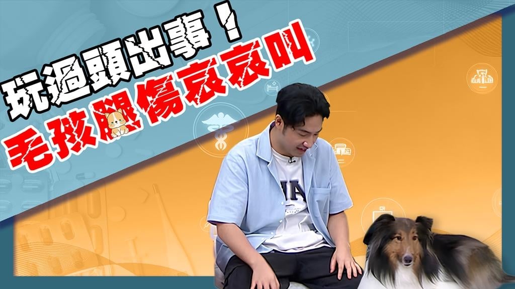 鹿希派《醫學大聯盟》曝寵物慢性疼痛警訊!近八成貓關節問題恐遭忽視