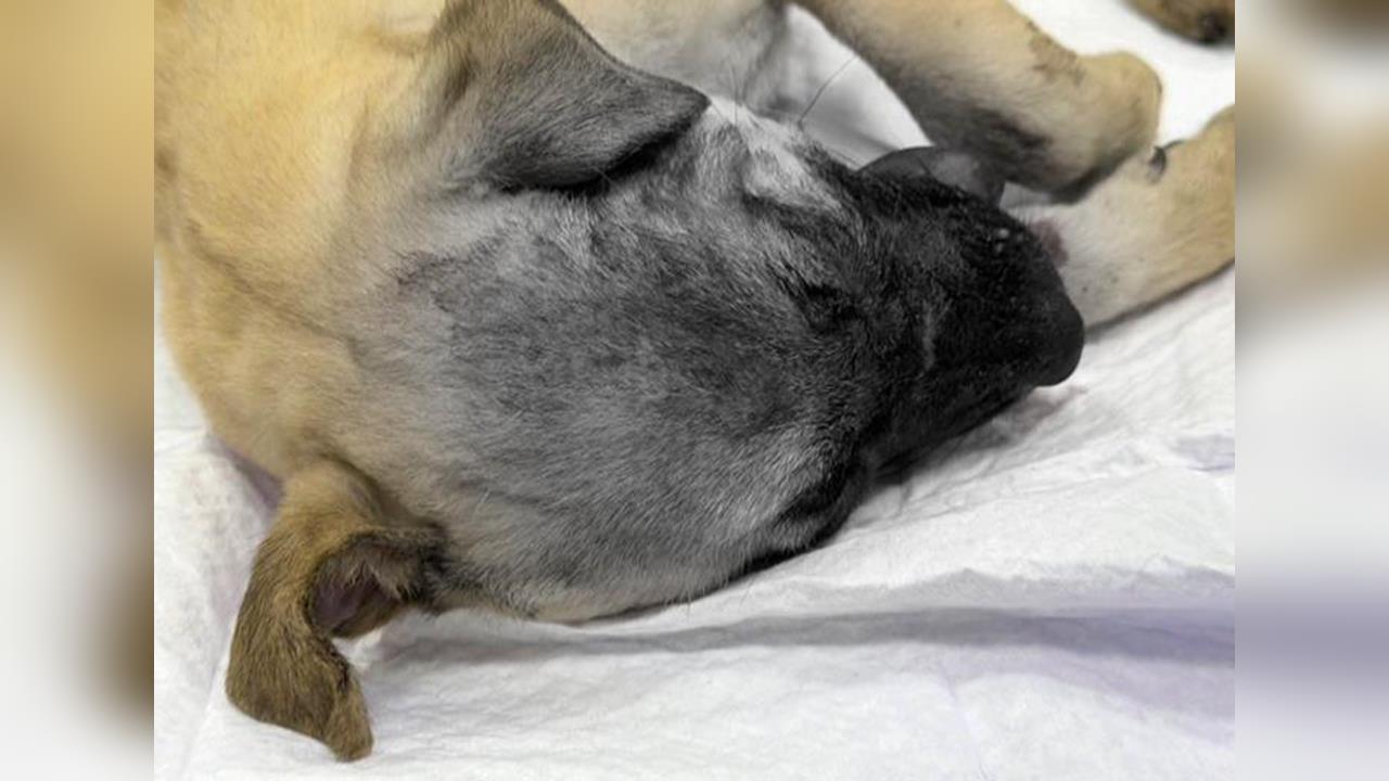 台中1歲米克斯犬遭虐致死　議員怒批「通報流程僵化」
