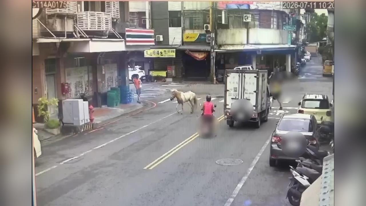 快新聞／不懼巴威逛大街！高雄驚見「這傢伙」獨自漫步　下場曝光