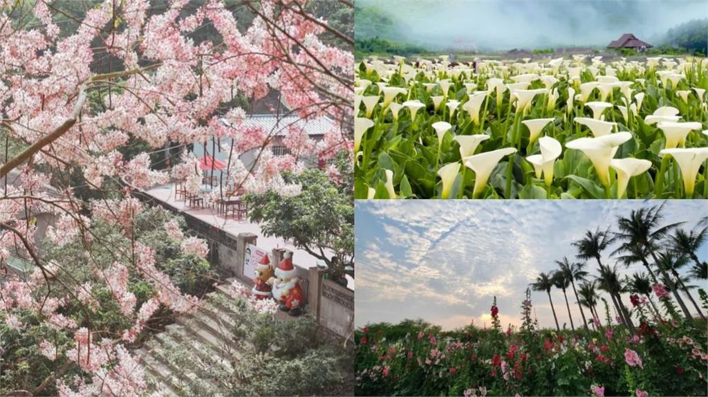 療癒心靈的 3 處夢幻花海:漫步海芋、繡球花田、置身竹崎粉紅世界 走入童話般的蜀葵迷宮