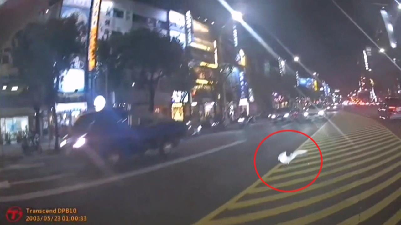 高雄驚見白鷺鷥亂竄！　員警化身「捕鳥大隊」穿梭車陣抓捕
