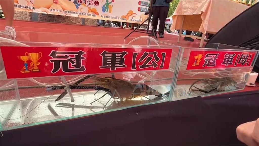 屏東潮州「賽神蝦」冠軍出爐！　第一名356克破去年紀錄