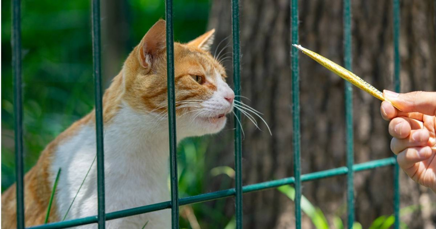 餵一次流浪貓變「法定飼主」！美國1城市新規上路　居民吵翻天