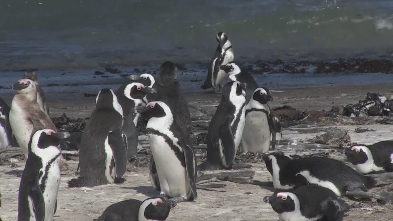 保護區南非企鵝瀕危「不到１萬對」　「人工巢穴」助保育繁殖、避天敵