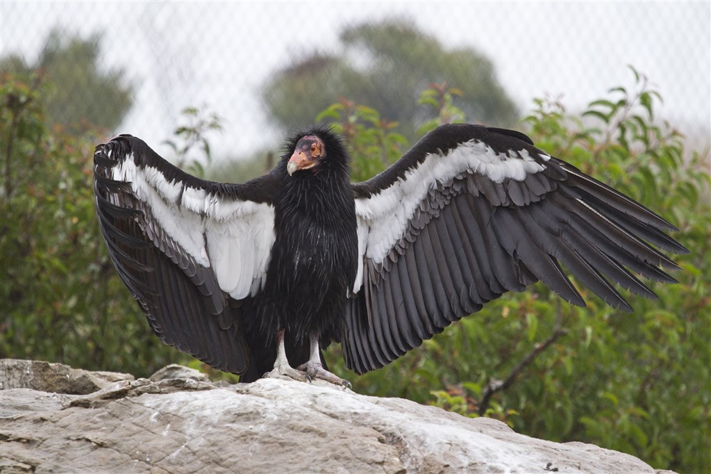 鳥類罕見案例　極危物種加州神鷲雌鳥可無性繁殖
