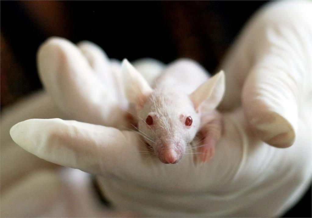 不再讓動物跑到死！   食藥署：5健康食品認證「改人體試驗」