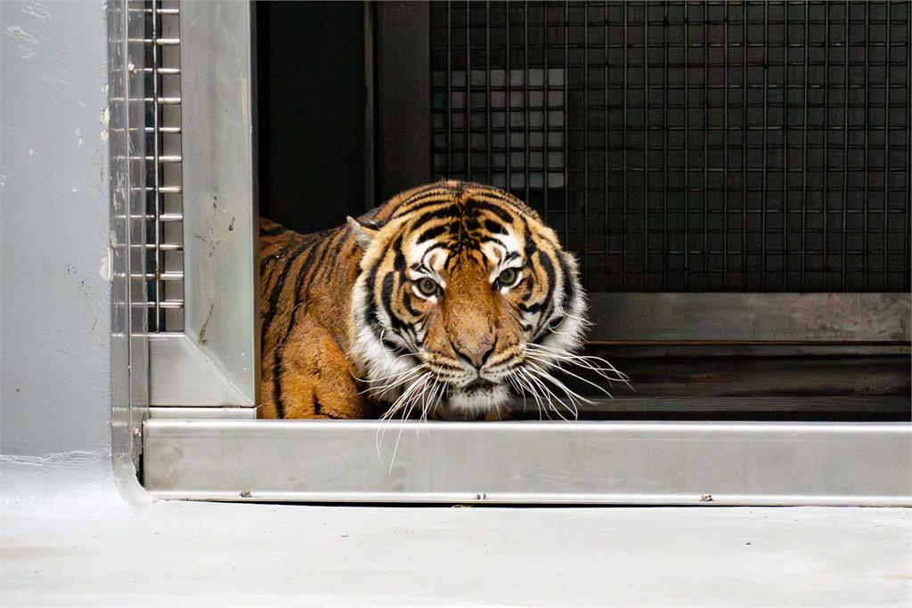 動物園參與全球馬來虎保育計畫　接養2位法國「虎」嬌客