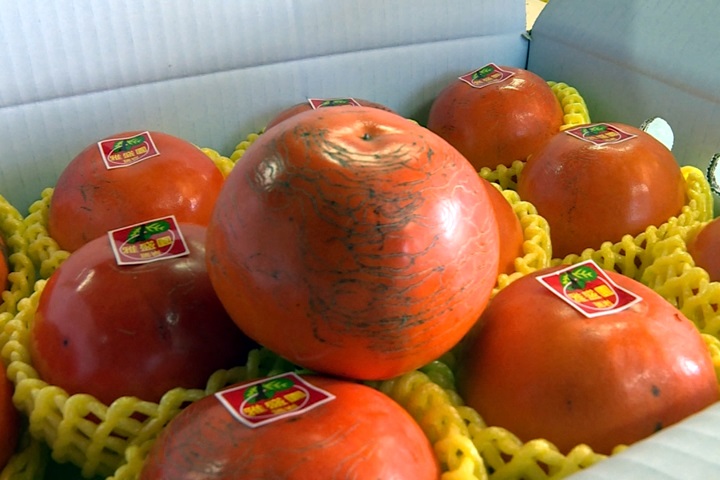 高山甜柿「大郎丸」超難種 今年收成少兩、三成