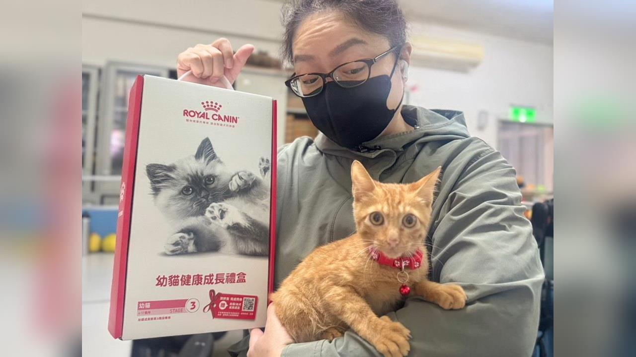 快新聞／可愛「小橘貓」竟與死神擦肩而過！跌入排水溝無法脫困　結局曝光