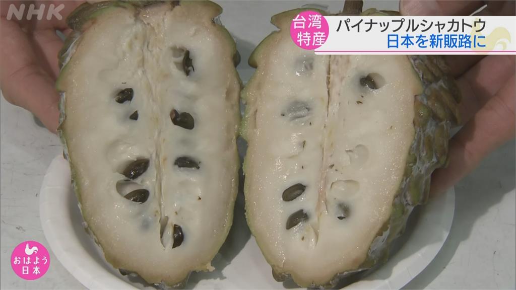 台鳳梨釋迦外銷日本　NHK記者試吃讚美味