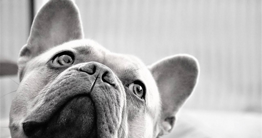 南韓全面禁吃狗肉！50萬犬隻命運未卜　狗農憂安樂死成唯一出路