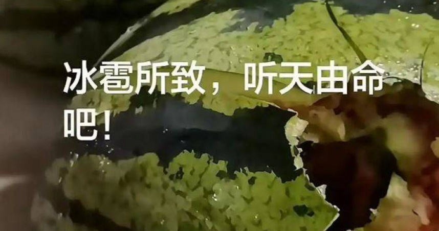 河北突下「雞蛋大冰雹」！西瓜、小麥全被砸爛　農民崩潰：人都懵了