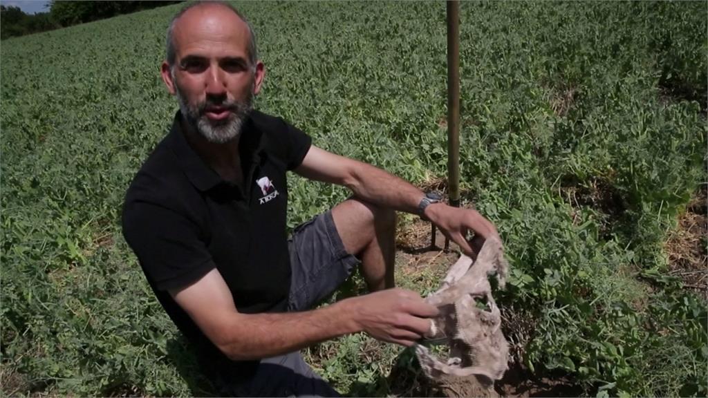 土壤健康怎評估？法國農夫用一條內褲判斷