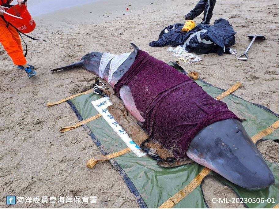 快新聞／悲報！昨成功野放小抹香鯨　一天內再度擱淺萬里沙灘死亡