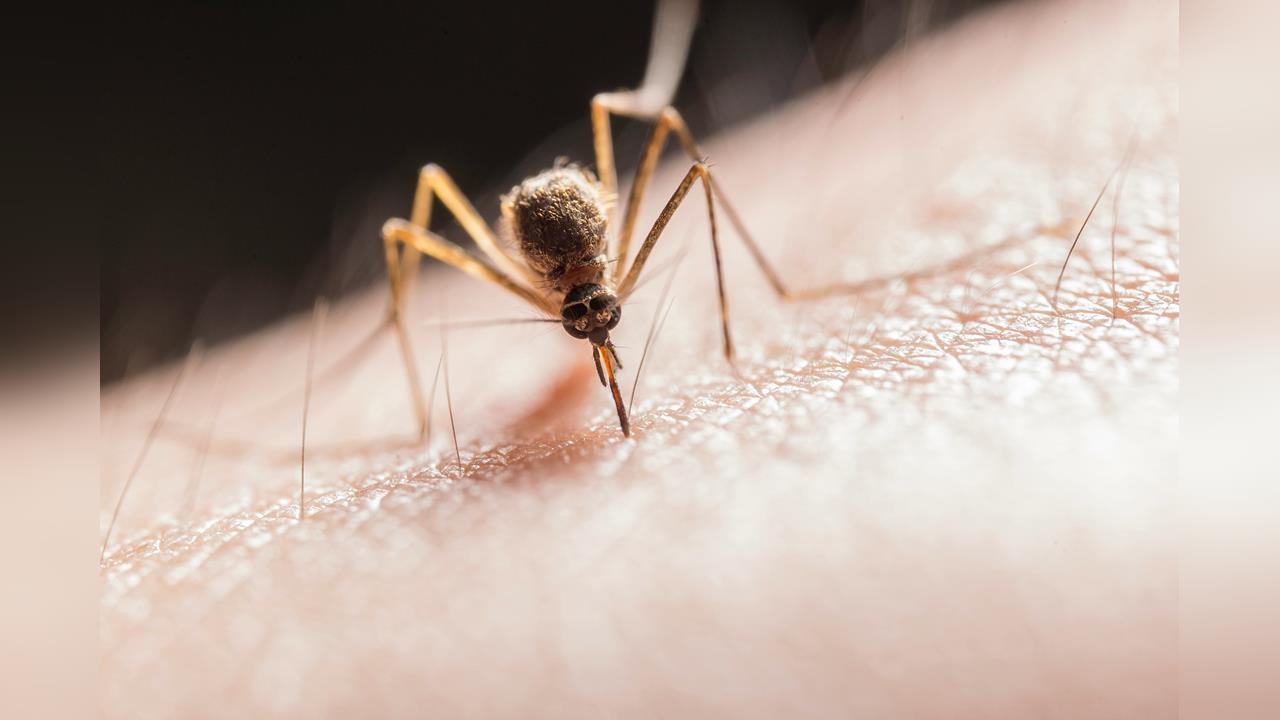 登革熱四型病毒台南全現身 感染源來自東南亞