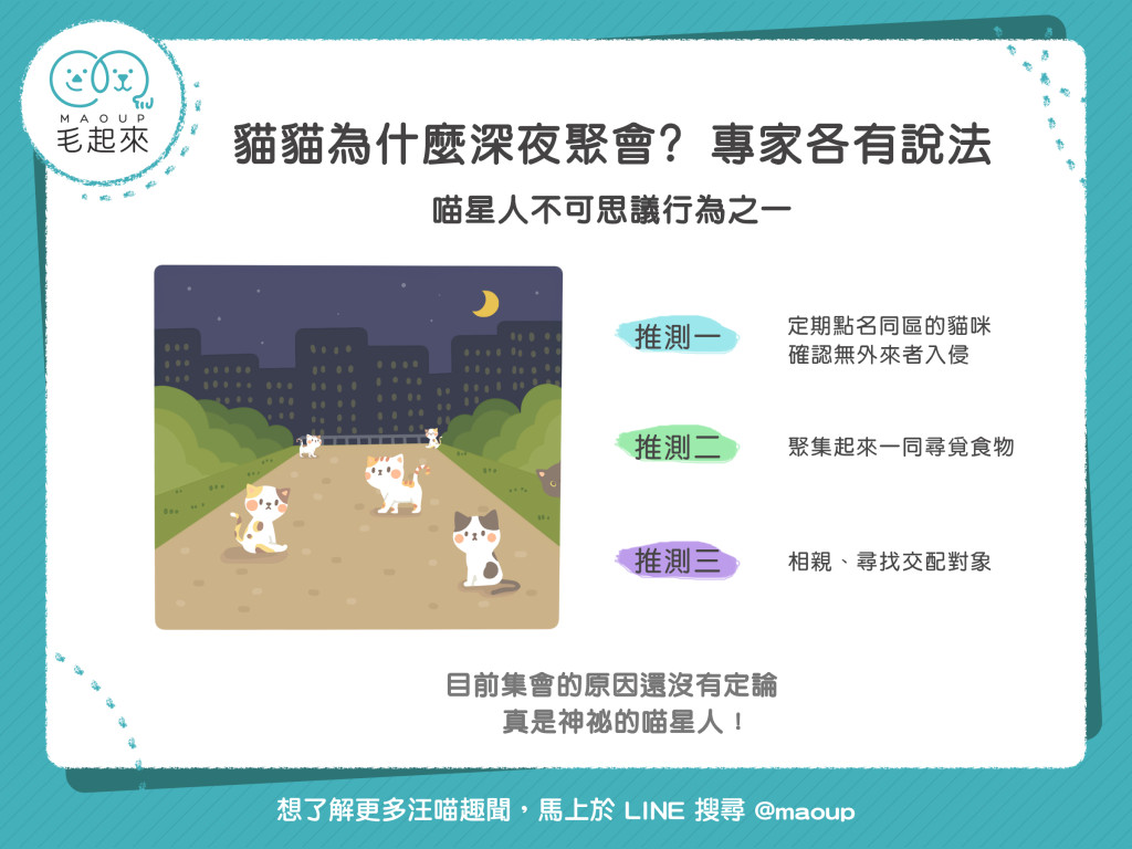 【喵喵冷知識】貓貓為什麼深夜聚會？專家各有說法