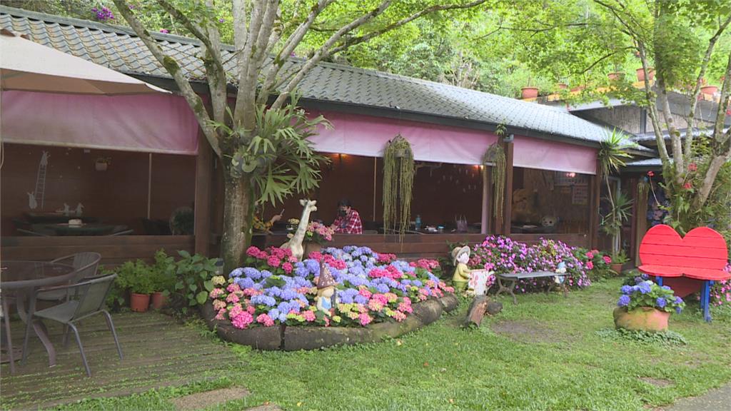 繡球花開滿庭園　遊客賞花、品嘗香菇