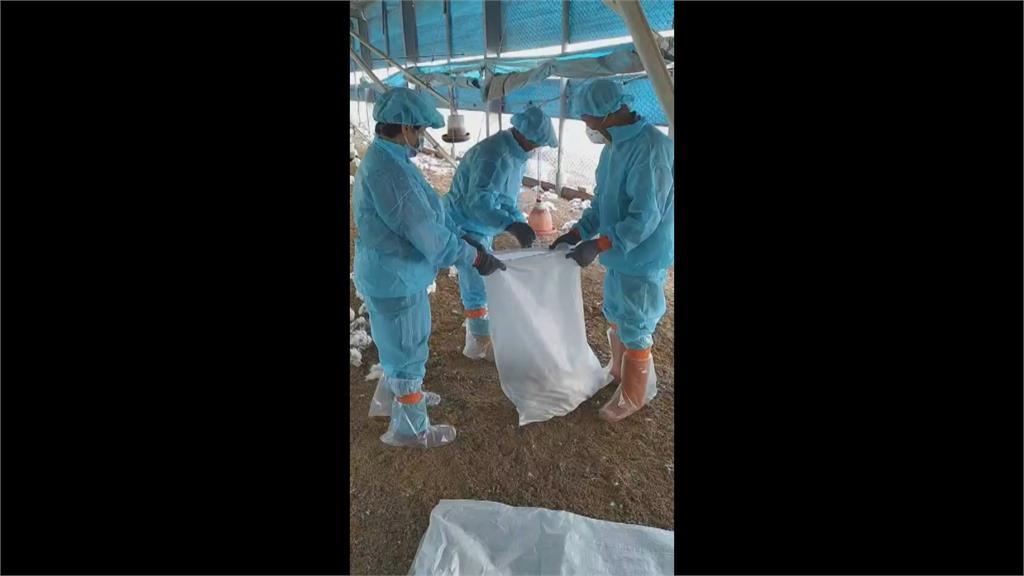 彰化養雞場發現禽流感　防疫所進行撲殺清場