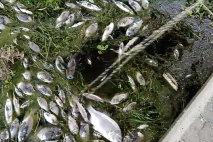 冬山河熱水煮魚 集體暴斃魚屍超臭