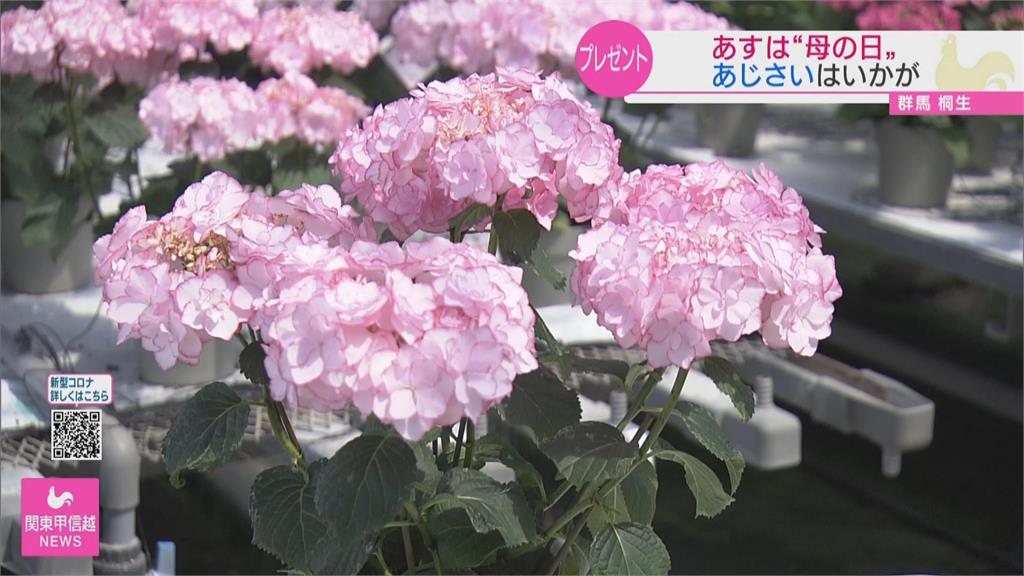 日本母親節新流行 不送康乃馨改送繽紛繡球花
