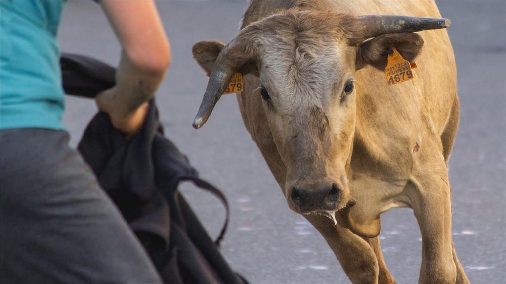 法國議員提案禁止鬥牛運動　引起國內正反激烈辯論