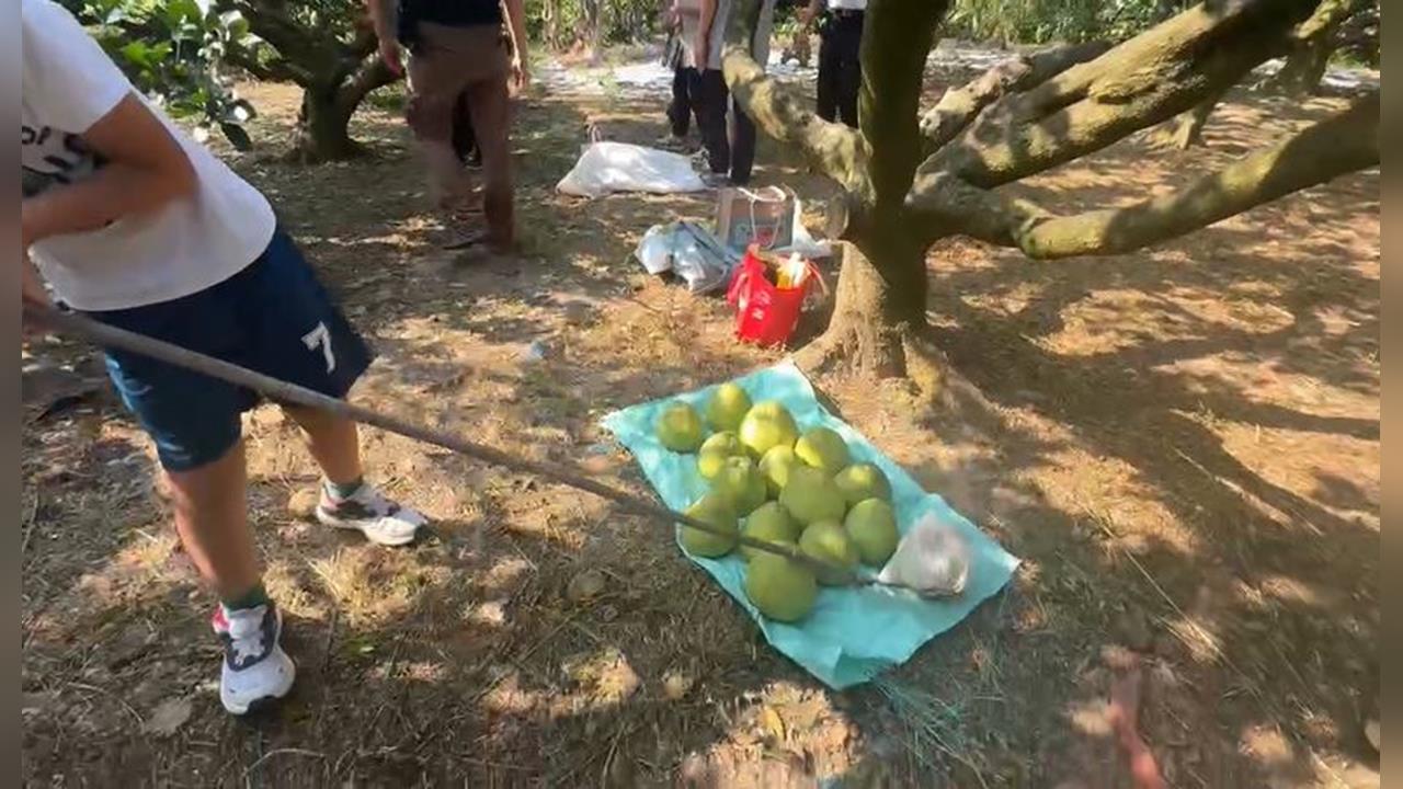 基隆七堵瑪陵柚子採收季到！　今年產量減少甜度飆升、價格上漲