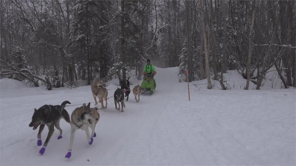 阿拉斯加「長途競速雪橇賽」2隻狗陣亡　動保團體批「虐待」籲停辦
