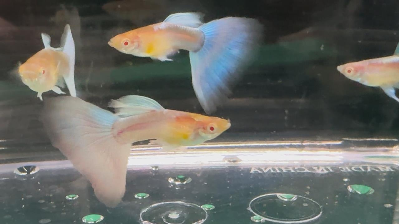 屏東孔雀魚超夯！產值佔全台７成　人工改良魚尾特徵