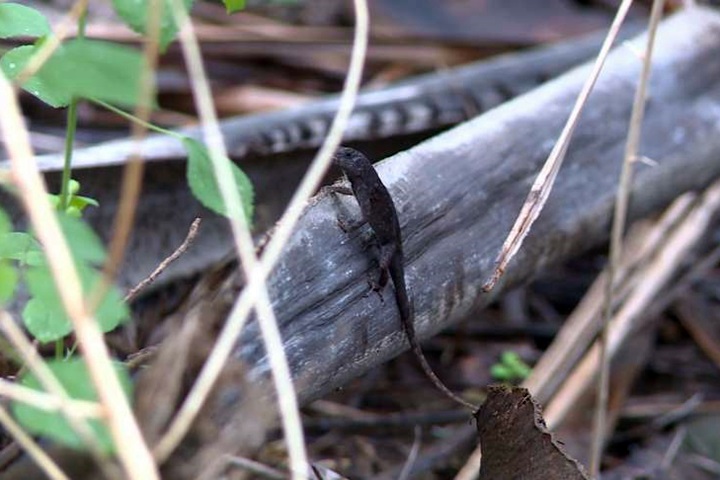 外來種蜥蜴亂七星潭生態 林管處培訓捕蜥高手