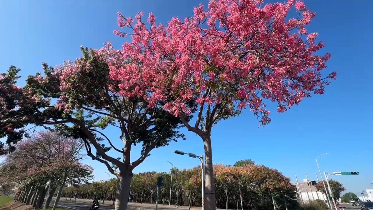 虎尾美人樹大綻放! 「綿延兩公里」遊客搶拍美照