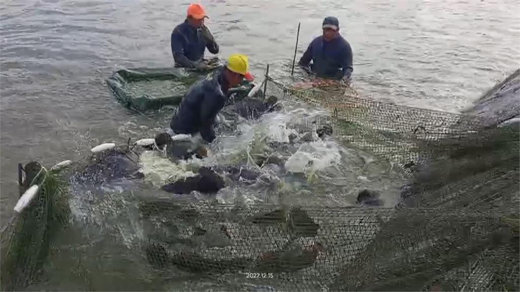 「杜蘇芮」來勢洶洶！屏東首當其衝　養殖業搶撈魚貨、地窪地區墊高家具