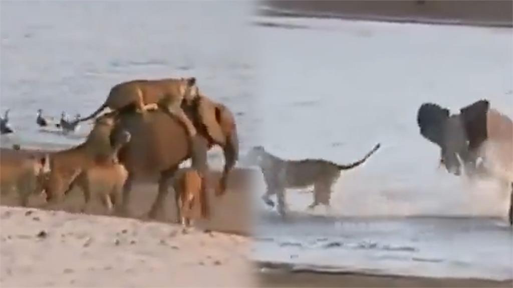 智商壓制！小象遭14隻獅子突襲　用計「成功擺脫」還出招嚇得獅群亂竄