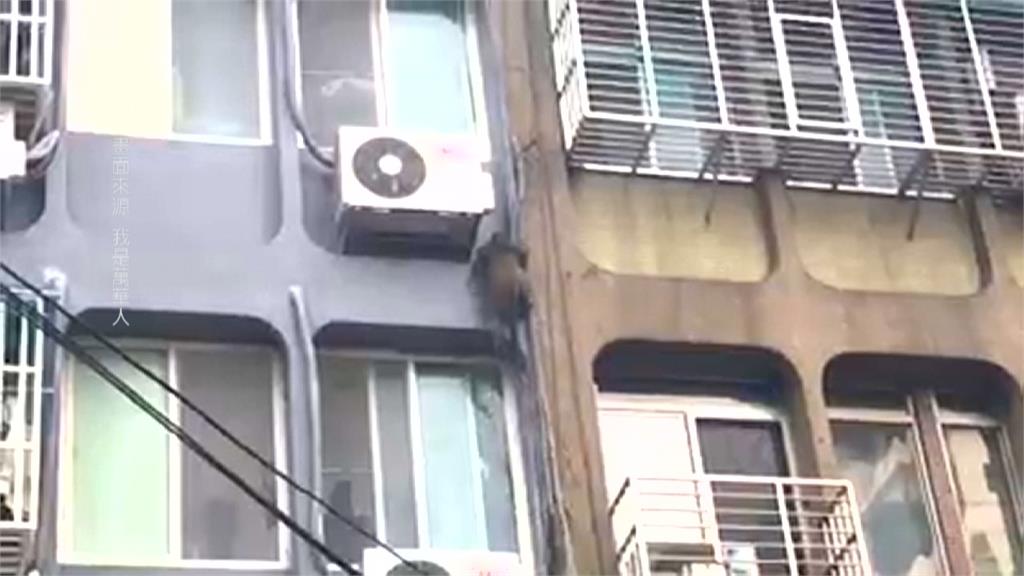 棄養？走丟？公寓當樹爬台灣獼猴大鬧台北市區