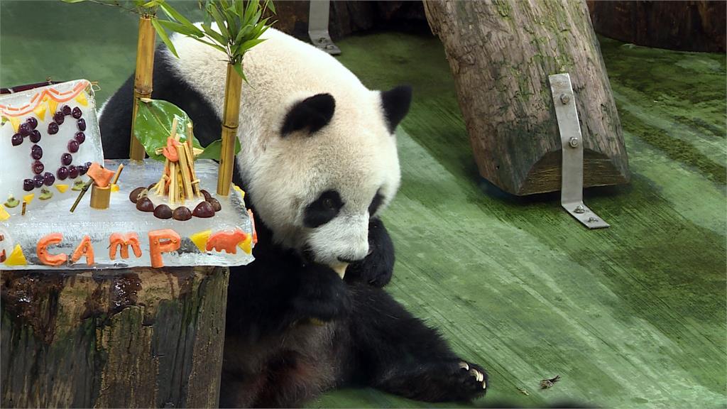 每週六開放「星光票」　貓熊「圓仔」１２歲慶生會　粉絲湧入台北動物園