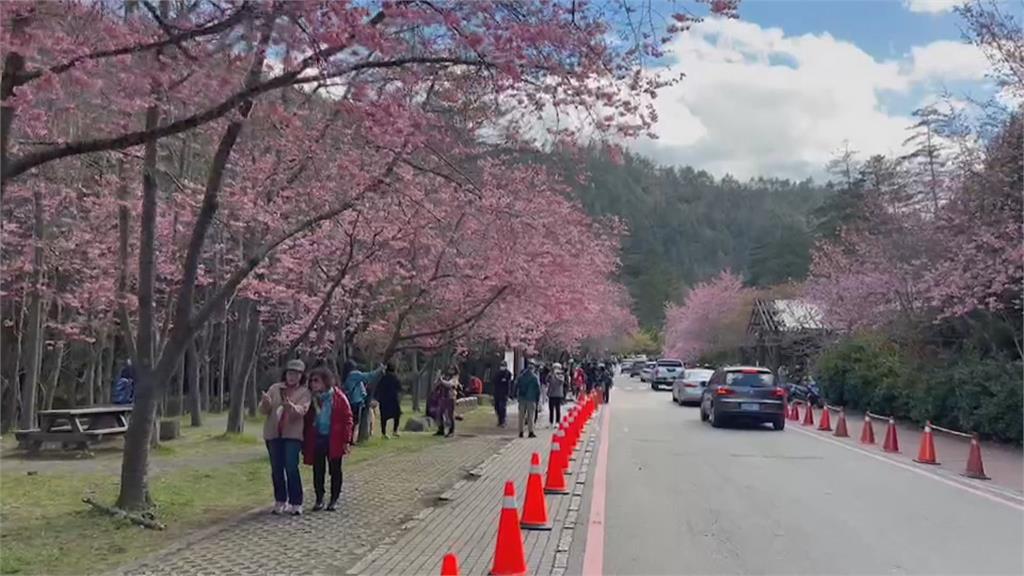武陵櫻花祭開跑「紅粉佳人」大爆發　入場實施人車管制