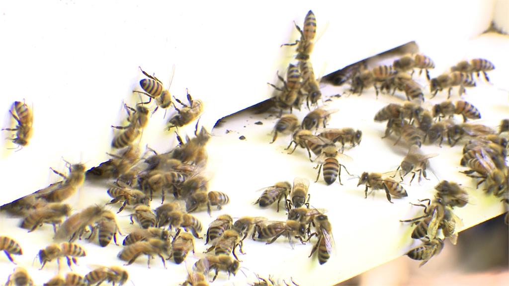 信義區驚見「上萬隻」蜂群猛竄奇觀　專家出面解釋「免緊張」