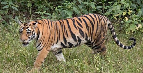 比狒狒更危險　美國動物園「2隻老虎」脫逃　警方急籲民眾：小心！