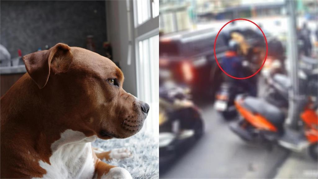 比特犬「二度跳車」狠咬騎士!飼主難過認「不排除安樂死」再稱有人先挑釁