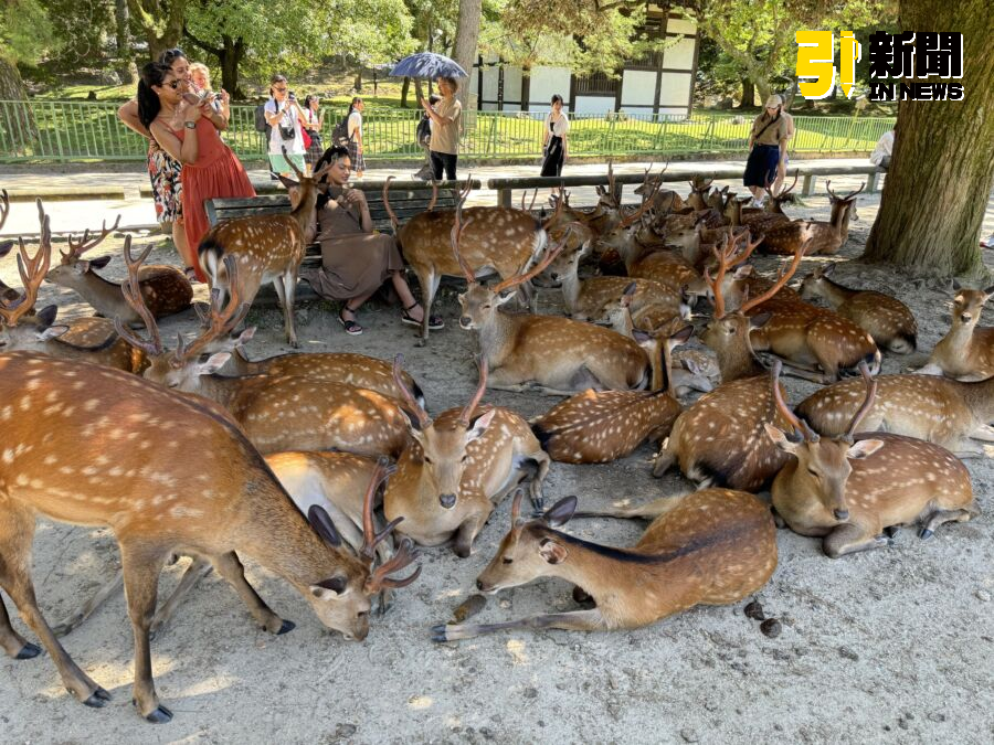 墾丁梅花鹿遭獵殺割鹿茸 4人落網涉動保與槍砲罪送辦