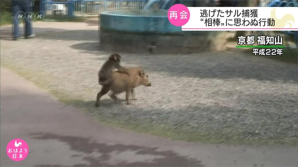 日本野豬騎士明星猴 蹺家10天被找到