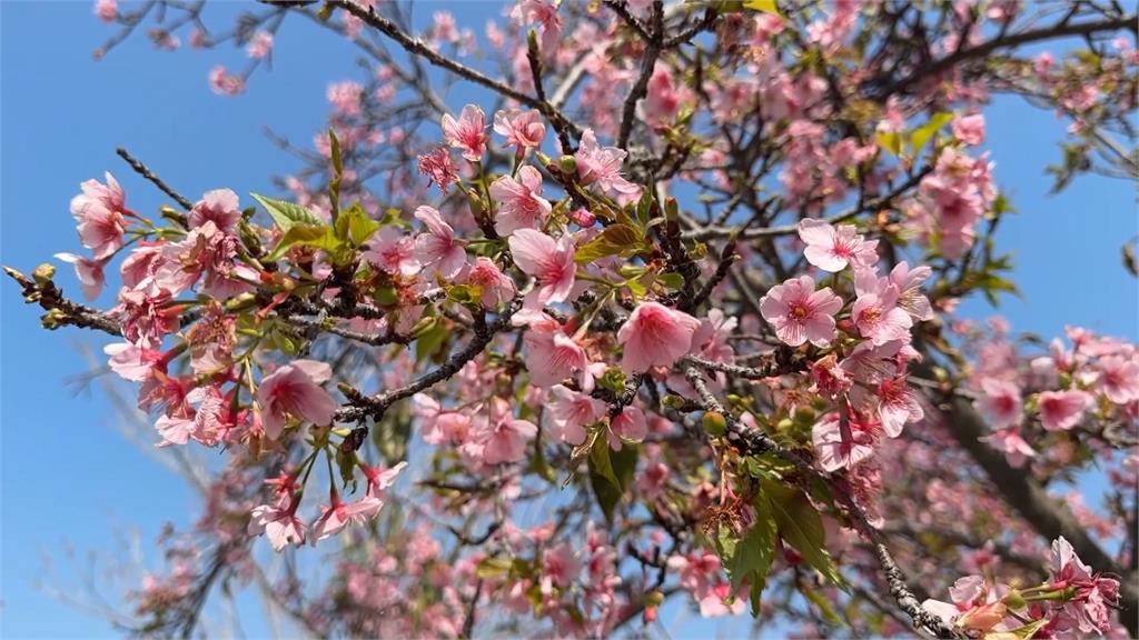 熱搜／彰化芬園平地櫻花　「上萬株齊放美景曝光」花期到三月底