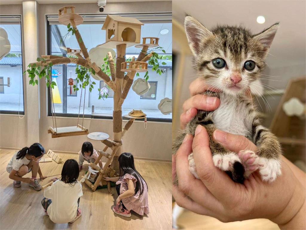 養貓前5個關鍵準備！桃園動保處：多互動、快健檢、早接種