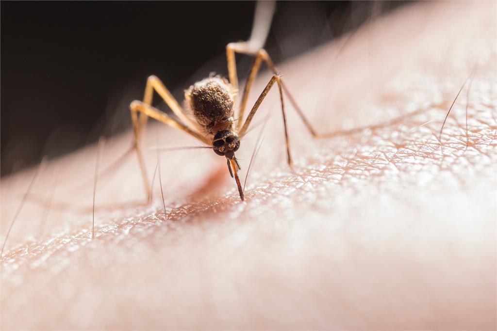 肉吃太多容易被蚊子叮？醫曝真相：「這2關鍵」牠最愛