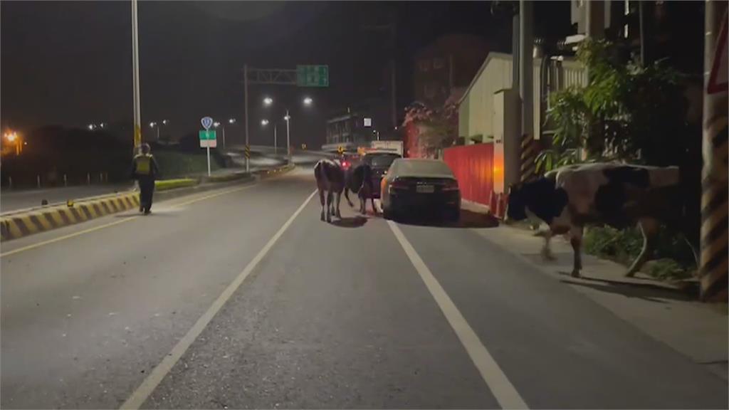 乳牛集體破門夜半出逃　「逆向逼車」駕駛嚇壞急倒車