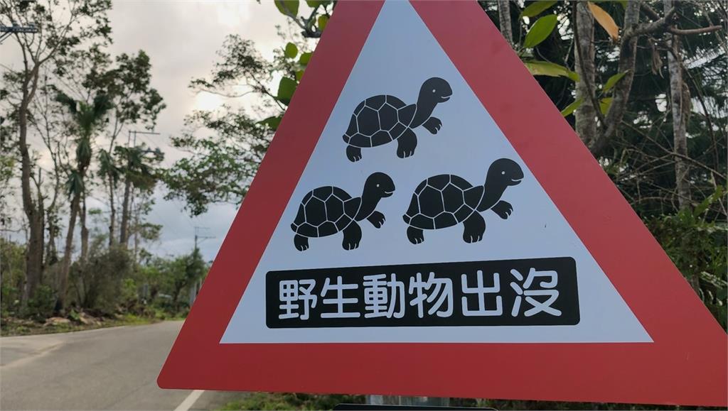 花蓮出現超萌烏龜路牌！提醒用路人要做「這件事」