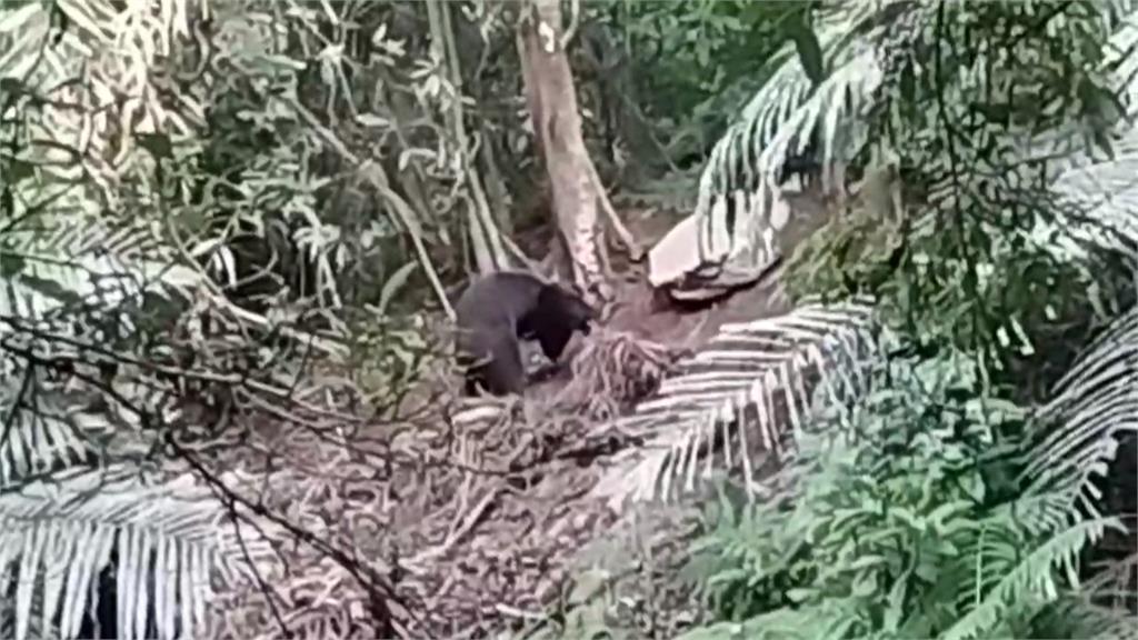 台灣黑熊受困陷阱「右掌」壞死　林業署獲報救援、現場清創截掌