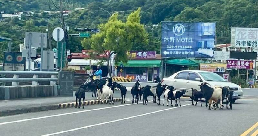 南投省道驚見羊群封路　15隻羊變馬路「攔車隊」